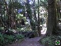 thn_NZ leden-unor 2006 250.jpg